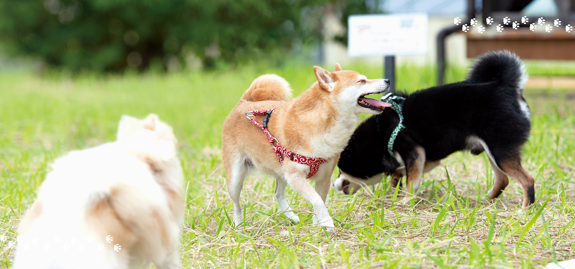 だいせん丸のドッグラン
