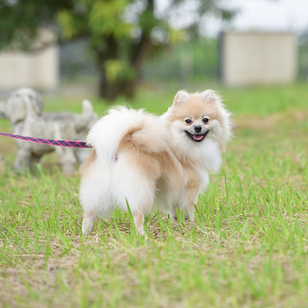 遊ぶポメラニアン